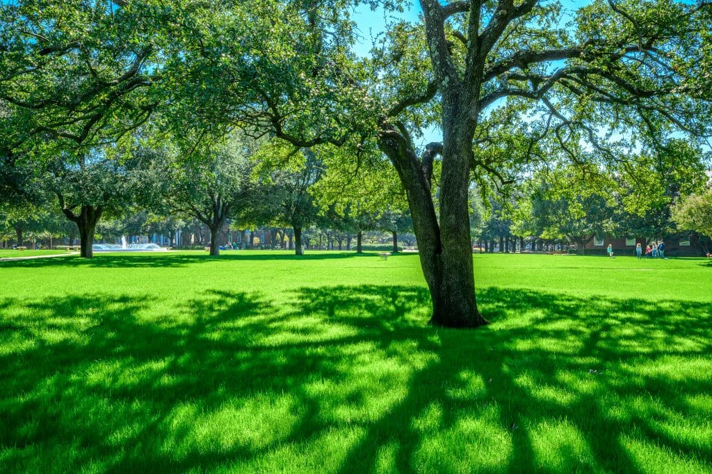 a green field with trees and grass | Southern Botanical